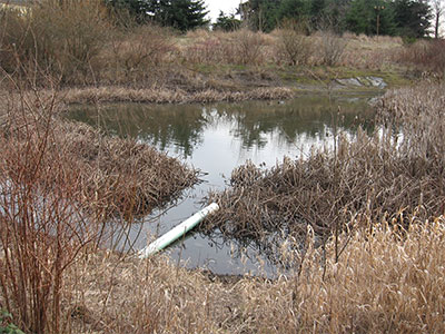 They are typically designed to fill up during heavy rain events then drain in between storms.