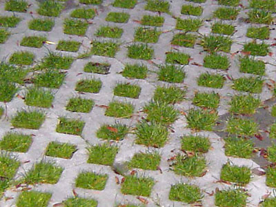 Permeable paving can be used in walkways or driveways instead of soil, concrete or cement surfaces.