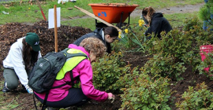 People kneeling and weeding plants in a garden