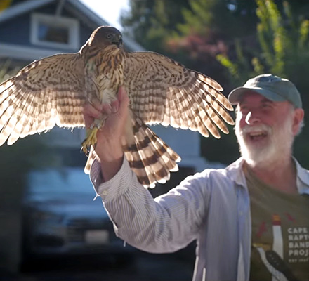 A Cooper’s hawk spreads its wings while perched in a man's hand