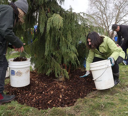 Jessyn Farrell helps mulch trees at Roxhill Park