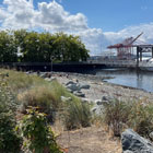 Visitors to Habitat Beach enjoy the log seating, boulders, and native plantings