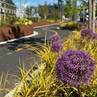 Plantings in bloom along the new bike trail