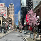 Pedestrian only street on Pike Street between 2nd and 3rd Avenues facing east featuring blooming cherry trees and café seating.