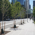 As part of the Pike/Pine improvements, new tree plantings were included around Pike St.