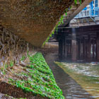 A view of the seawall showing vegetation growing on it