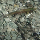 Getting sunlight to the water is important for encouraging habitat growth and lighting the way for migrating salmon