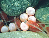 Fish Eggs