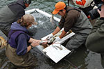 People Measuring Fish