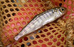 Single Fish